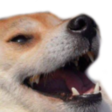 :dogejoke: