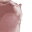 :gatoxd: