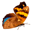 1373213444_babochki28m.gif.1b95c332b880ecbc617d76a1199498bc.gif