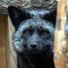 Silver Fox