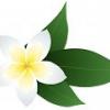 Jasmine