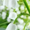 Lilyofthevalley